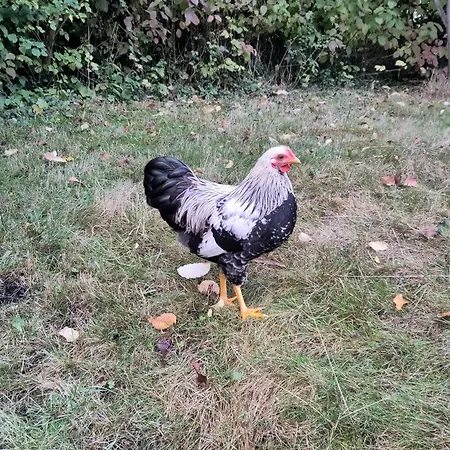 Ruhige „suedhang“ Direkt Am Wald 바트아롤젠
