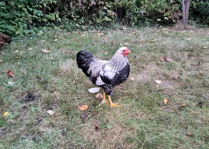 Ruhige „suedhang“ Direkt Am Wald Bad Arolsen